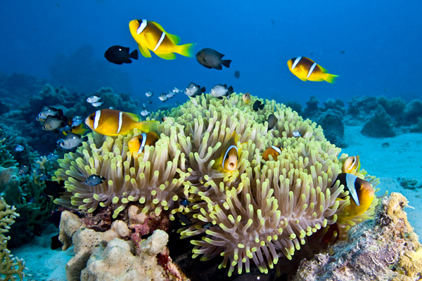 Local organics action to help the Great Barrier Reef – MRA Consulting Group