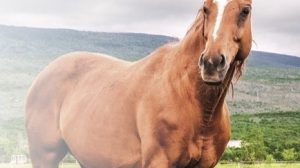 Can recycled organics be used to create a sustainable horse bedding?