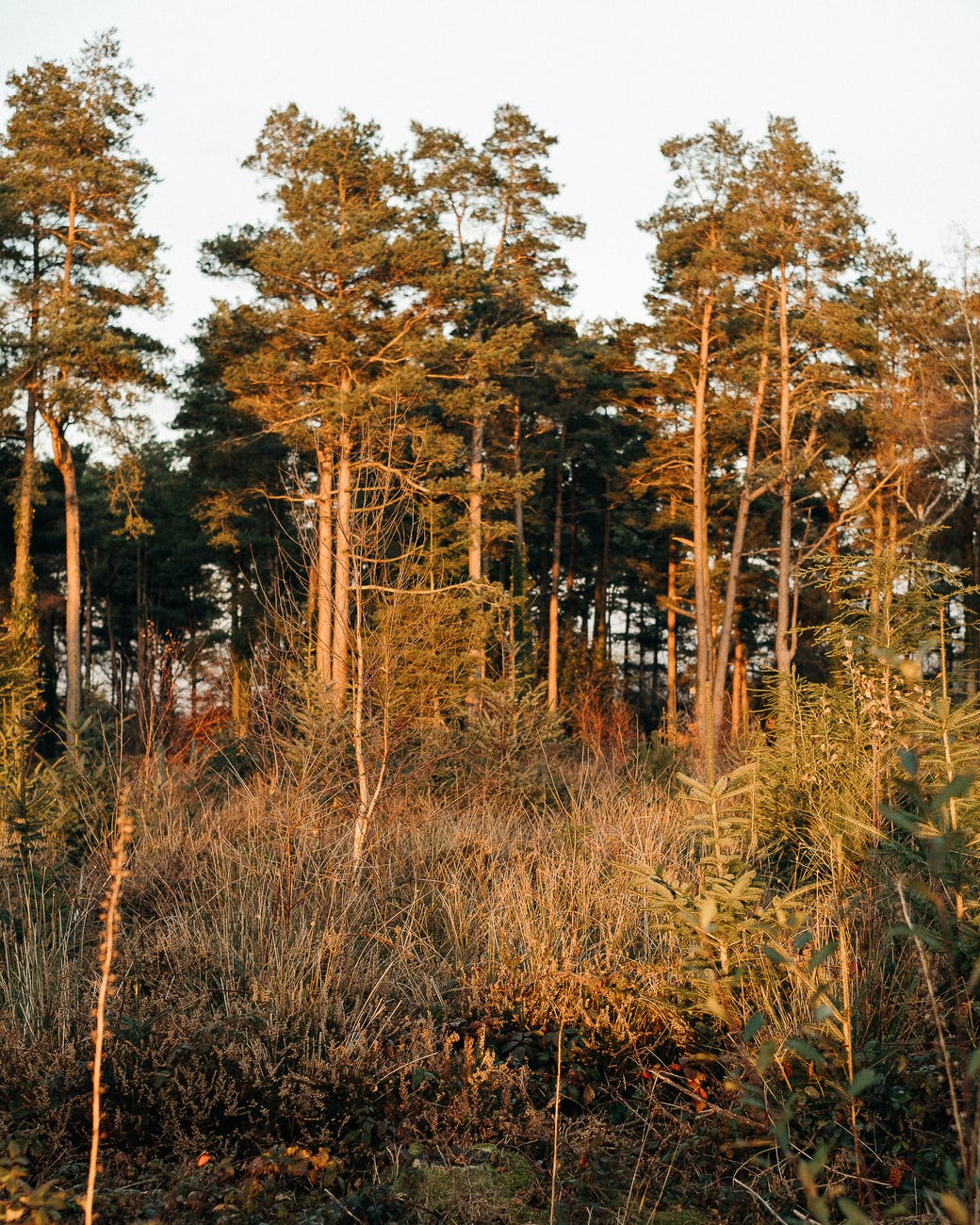 forest with tall trees illuminated by sunlight