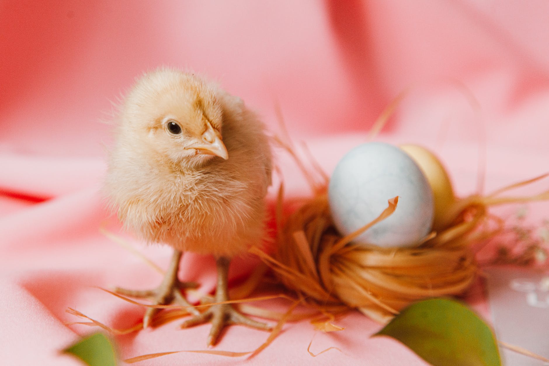 a chick and eggs on a nest